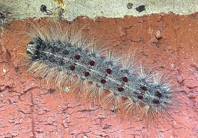 Spongy Moth Caterpillar