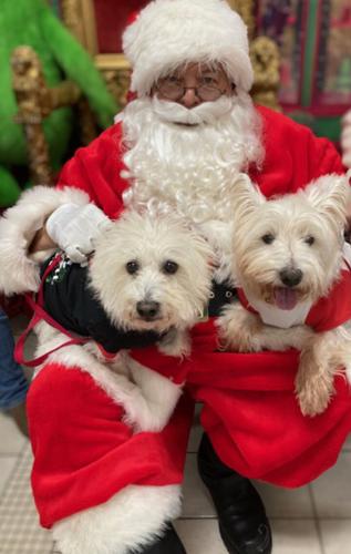 Santa and dogs