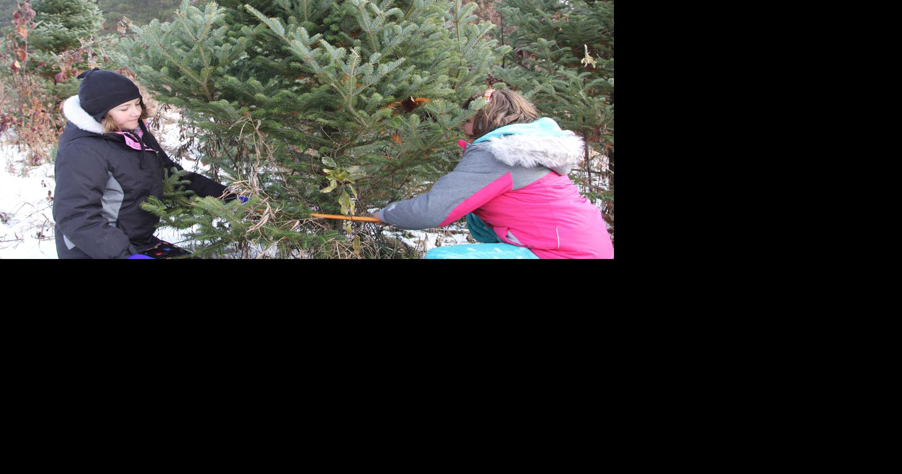 Williams Tree Farm Family business offer trees, carriage rides, Christmas cheer Local News