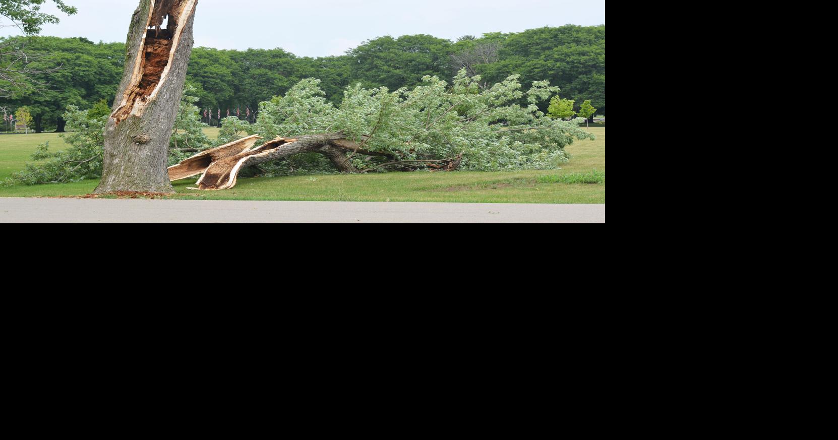 Tree downed by storm Local News