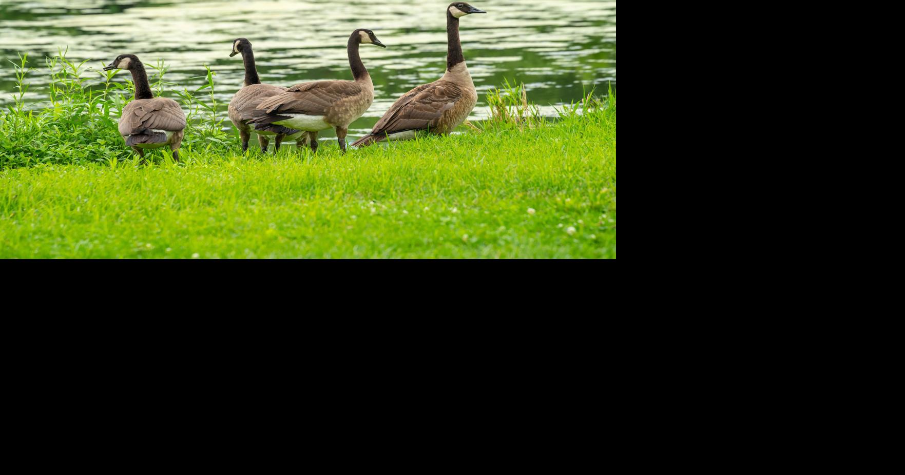 Respect wildlife encountered on the golf course