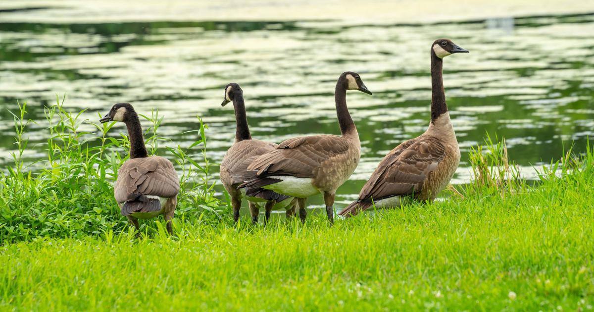 Respect wildlife encountered on the golf course