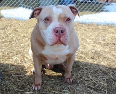 Winnebago County Animal Shelter sees reduction in euthanasia | Local