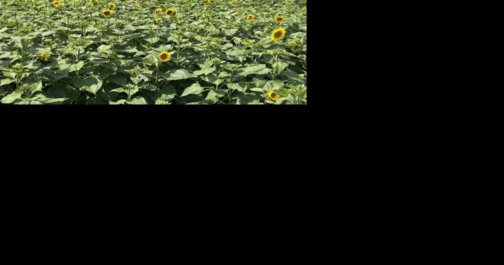 Fields are blooming at Skelly's annual 'Sunflower Experience' - Vimarsana News