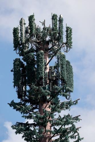It’s a pine tree. No, it’s a cell tower.