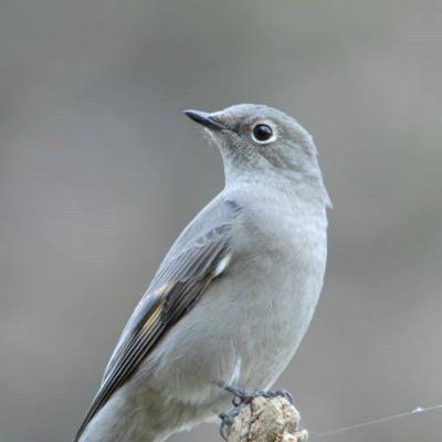 Townsend S Solitaire Sounds Like A Pygmy Owl Outdoors