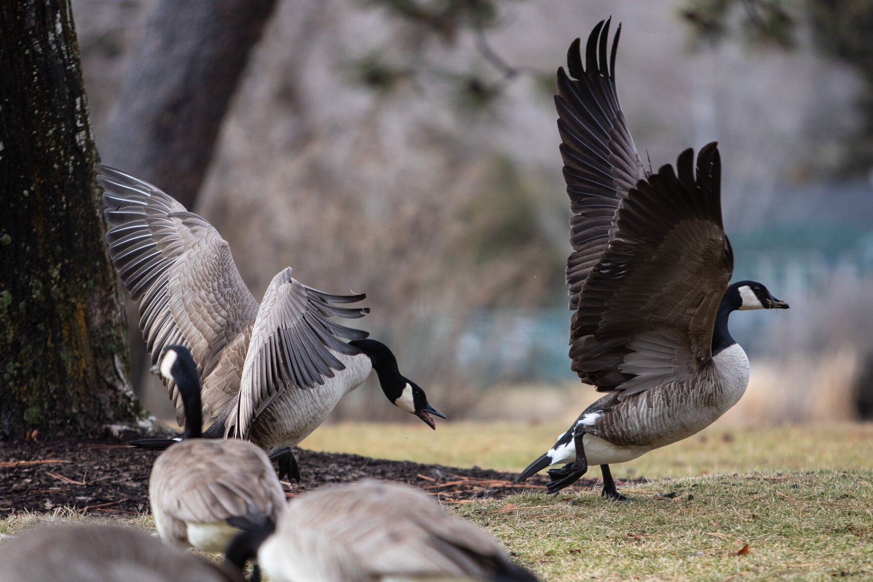 Canada goose andorra for sale best sale