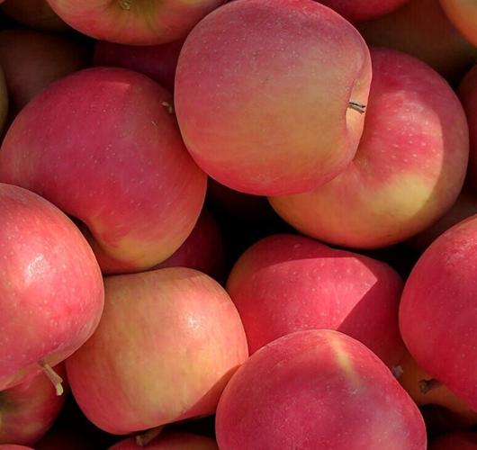 Apple Varieties in Northwest Tennessee – Northwest Tennessee Local