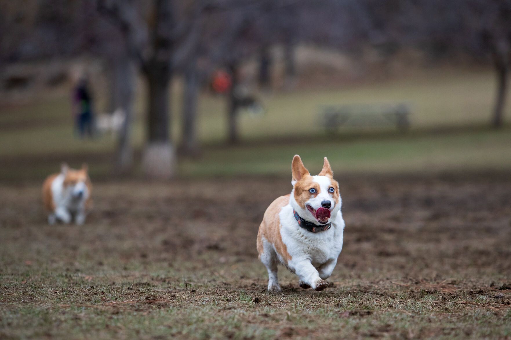 Corgi shop off leash