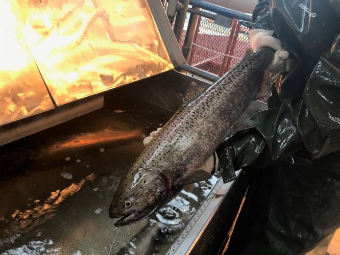 Poor chinook returns on the Deschutes cause fishing closure