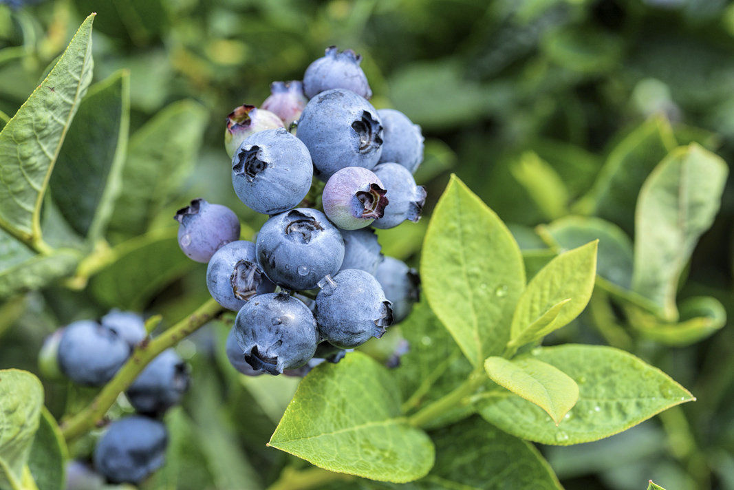 Growing Popularity Of Blueberries Drives Up Need For Quality | Business ...