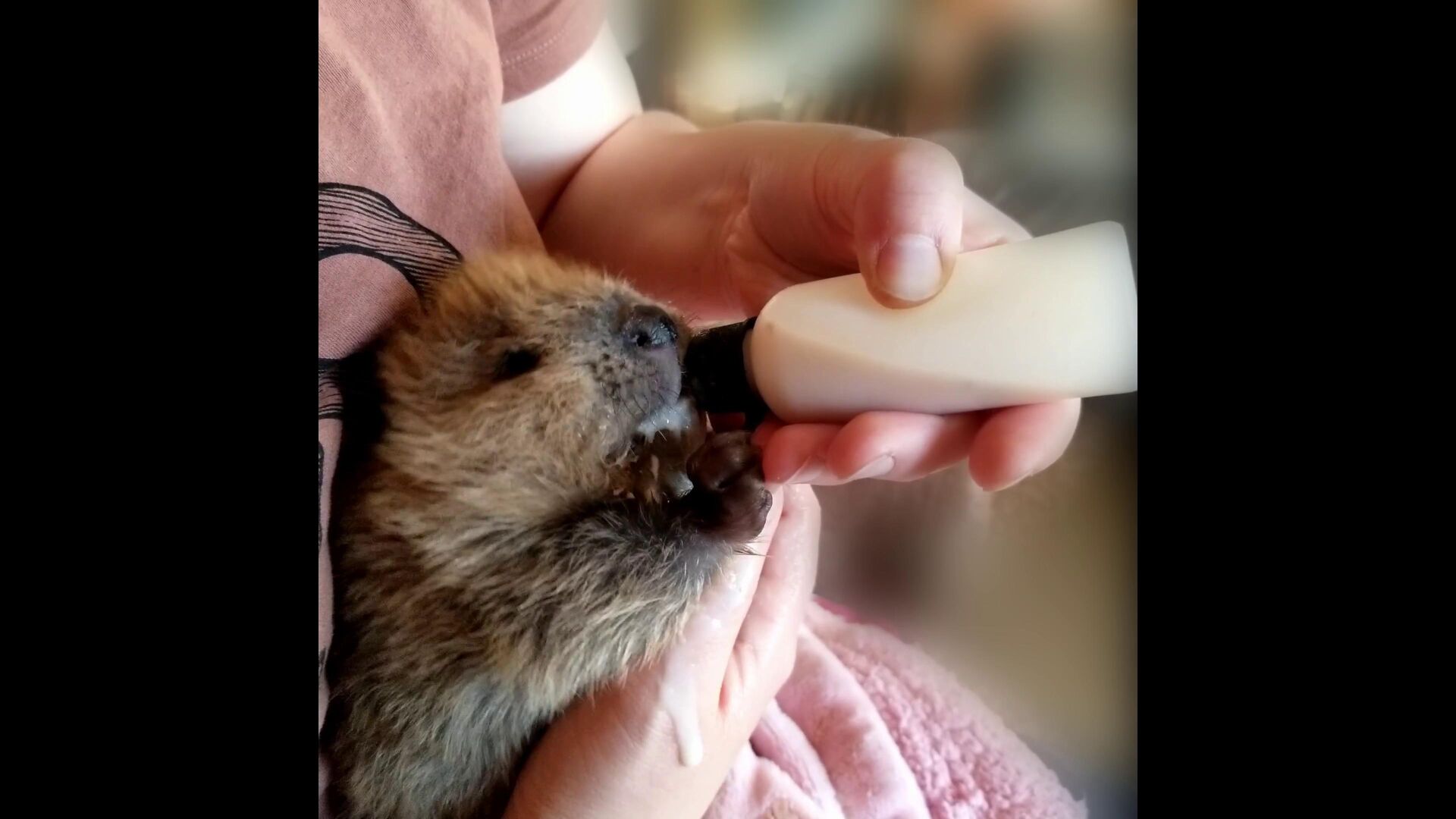 The High Desert Museum welcomes new baby beaver Local State