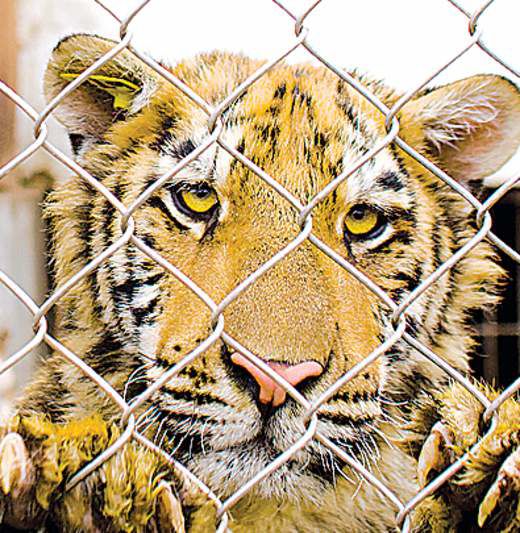 The biggest threat to tigers Local State bendbulletin