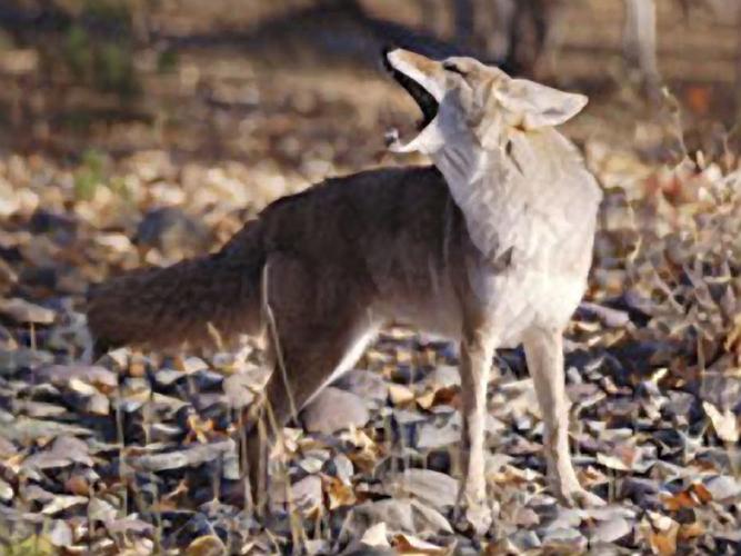 Arizona bans coyote killing contests, Local