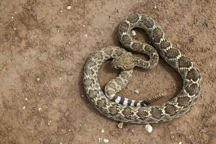 Rattlesnake alert: Confirmed report of venomous snake in NJ neighborhood