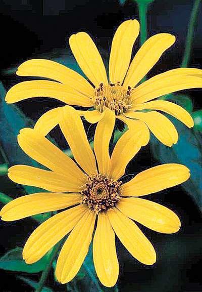 False Sunflower Is A True Beauty Lifestyle Bendbulletin Com