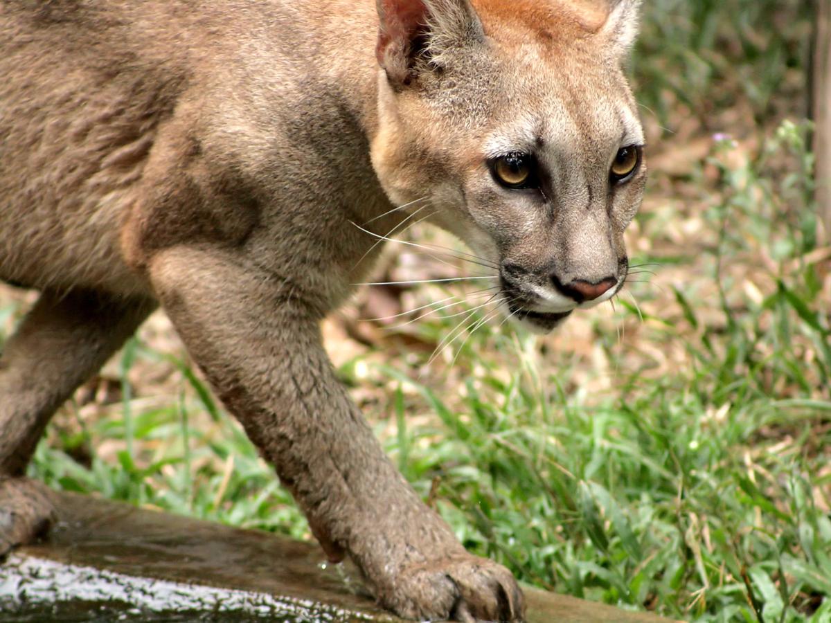 Odfw Worried By Daytime Prowling Of ‘very Hungry Bend Cougar Local 