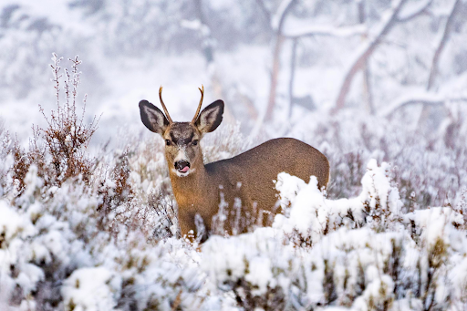 Mule Deer in Winter Range - Credit Andrew Walch, ODFW.png