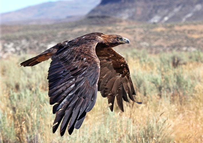 Golden  Eagle_Devlin Holloway.jpg