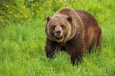 US-NEWS-ENV-WASH-GRIZZLY-BEARS-DMT