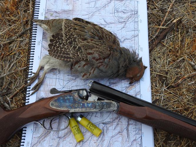 A&H Hungarian partridge_Lewis 11