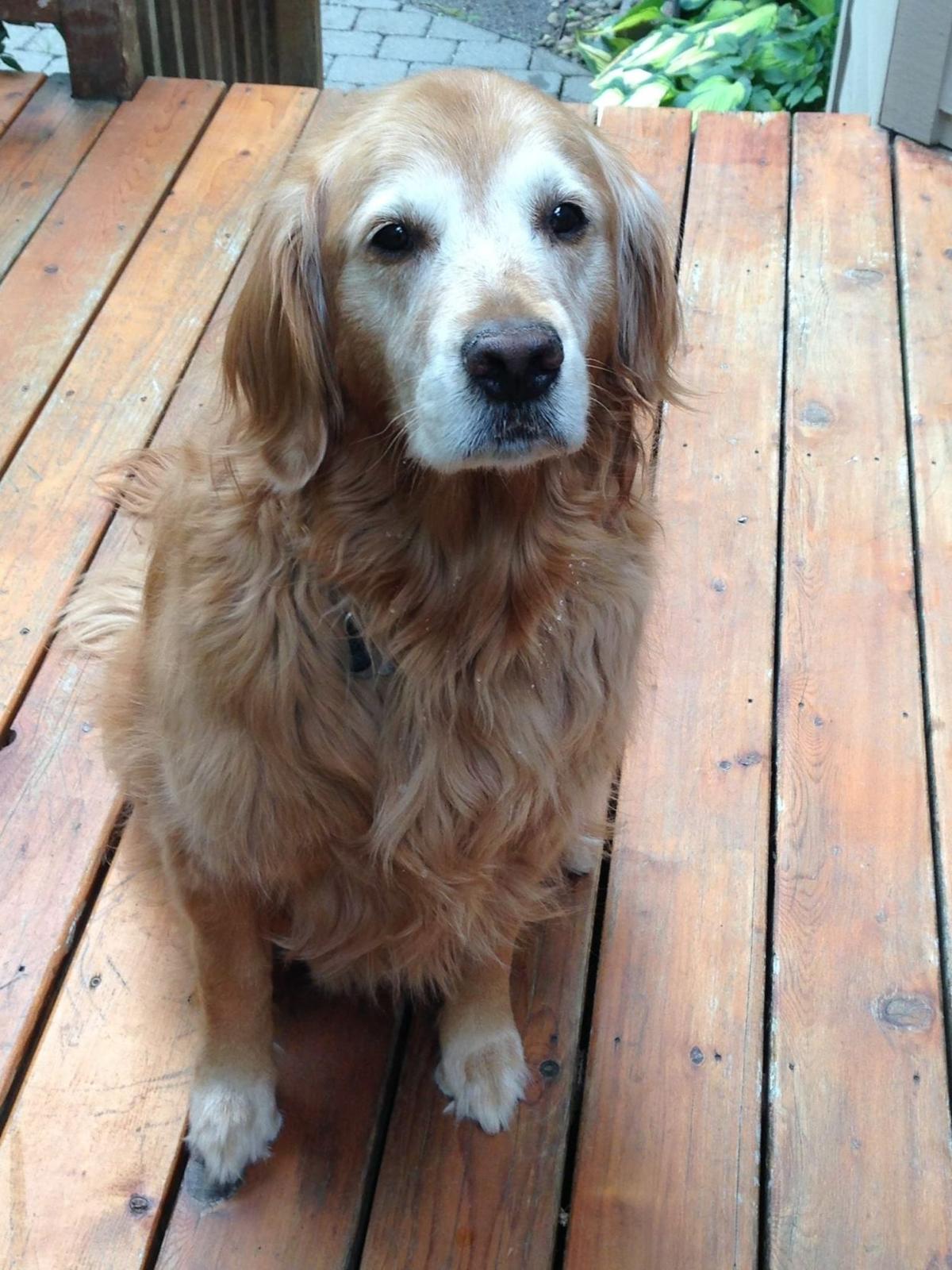 Lost Dog Saga Continues After Wrong Dog Mix Up Local State Bendbulletin Com