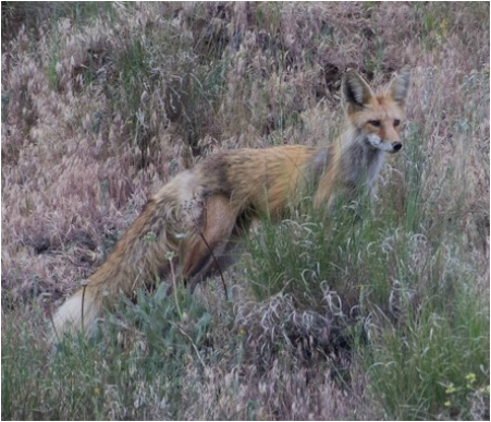 Rocky Mountain red fox