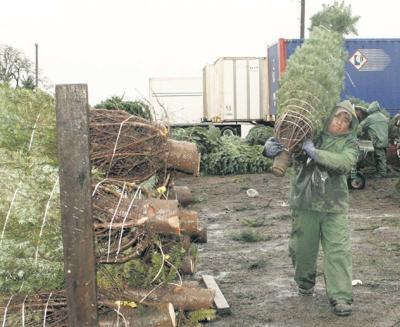 Tree growers dream of a green Christmas