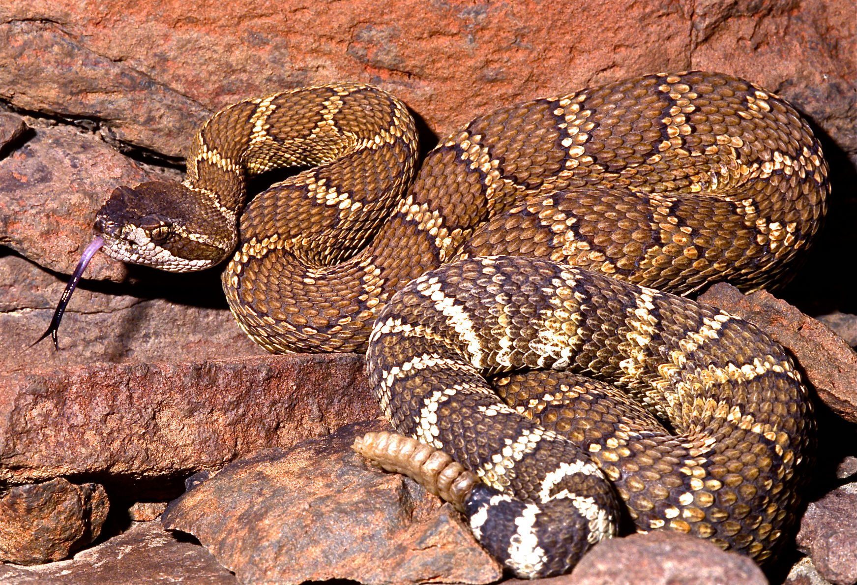 Rattlesnake vaccine hot sale cost