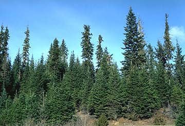 Learn about Central Oregon's top-five evergreen trees