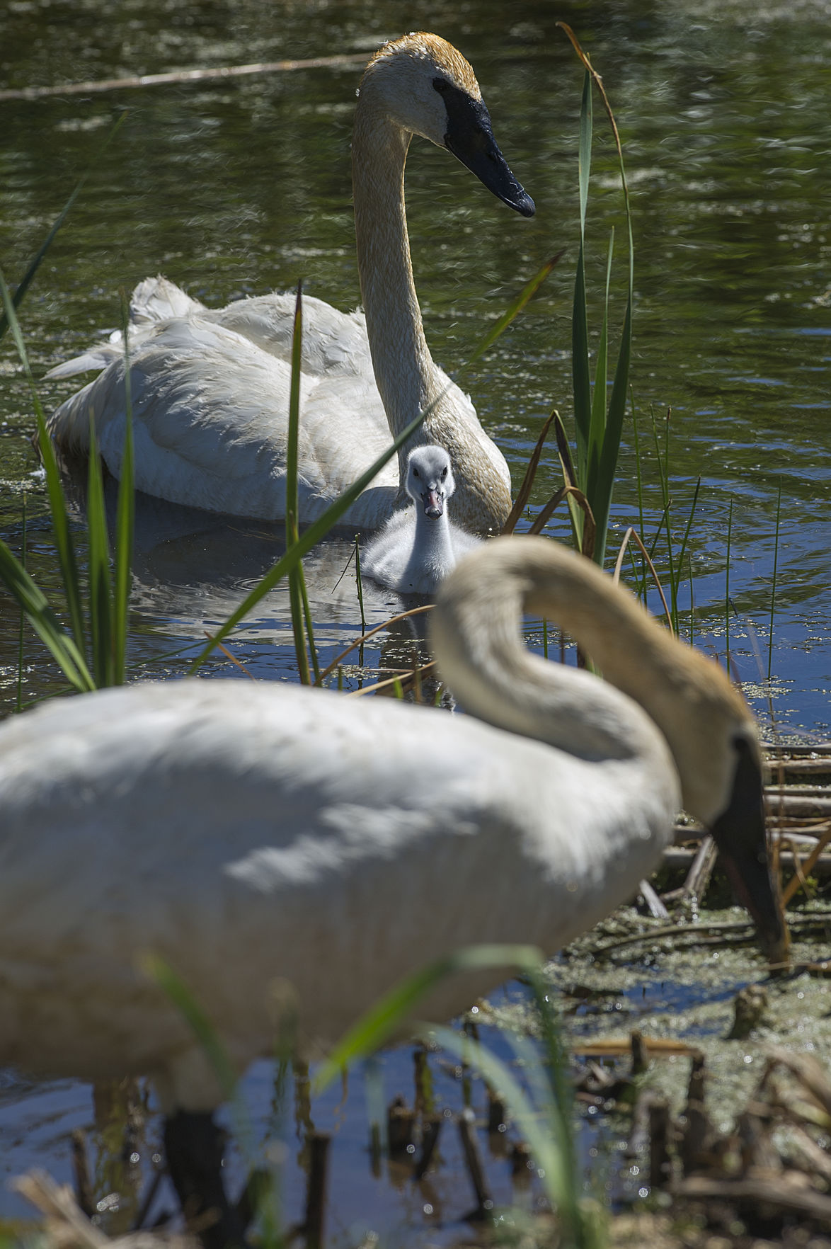swan in part of larger breeding program | Local&State | bendbulletin.com