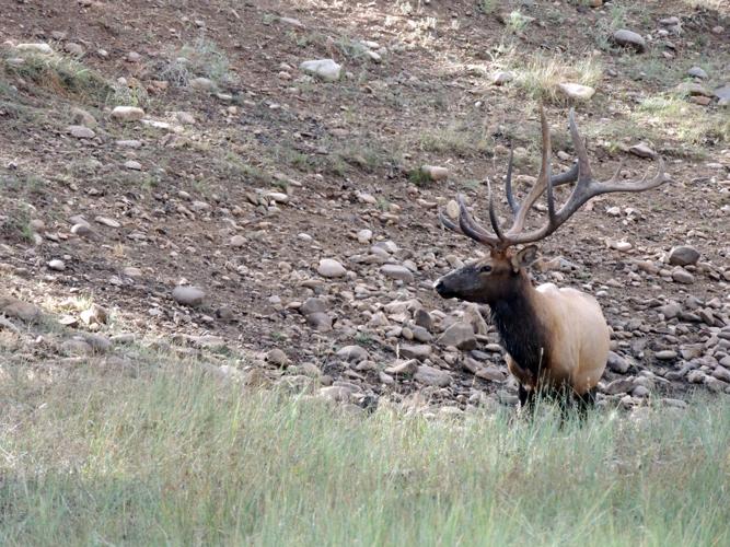 World Series Help Desk: Claw, Antlers, And Everything Else 