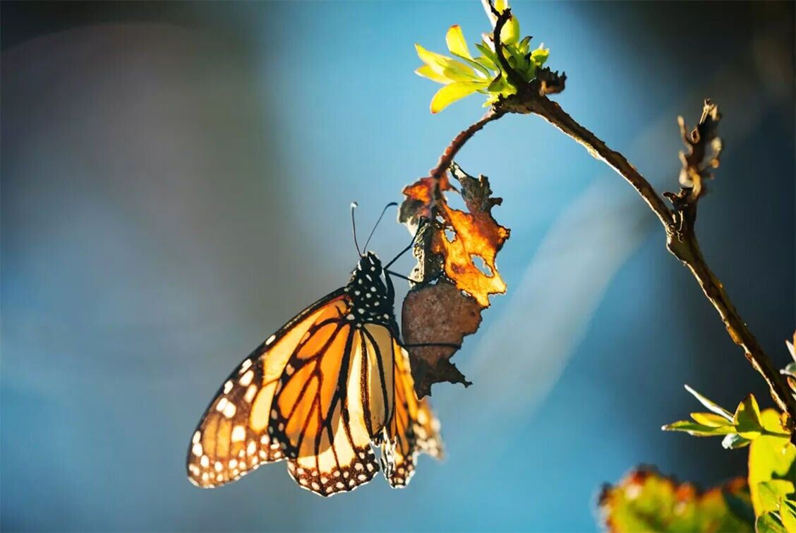 Feds Propose ESA Listing For Monarch Butterflies | Local&State ...