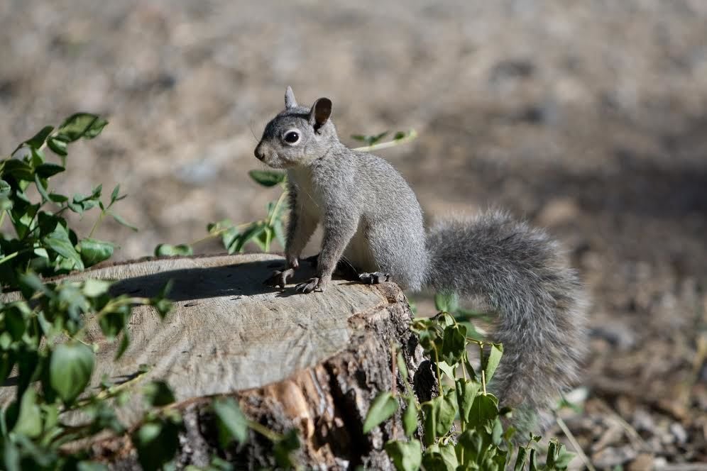 A guide to Central Oregon’s chipmunks and squirrels | Outdoors