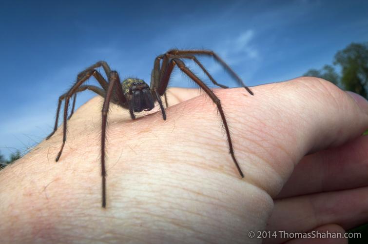 Spiders: Brown Recluse and Black Widow  Mississippi State University  Extension Service