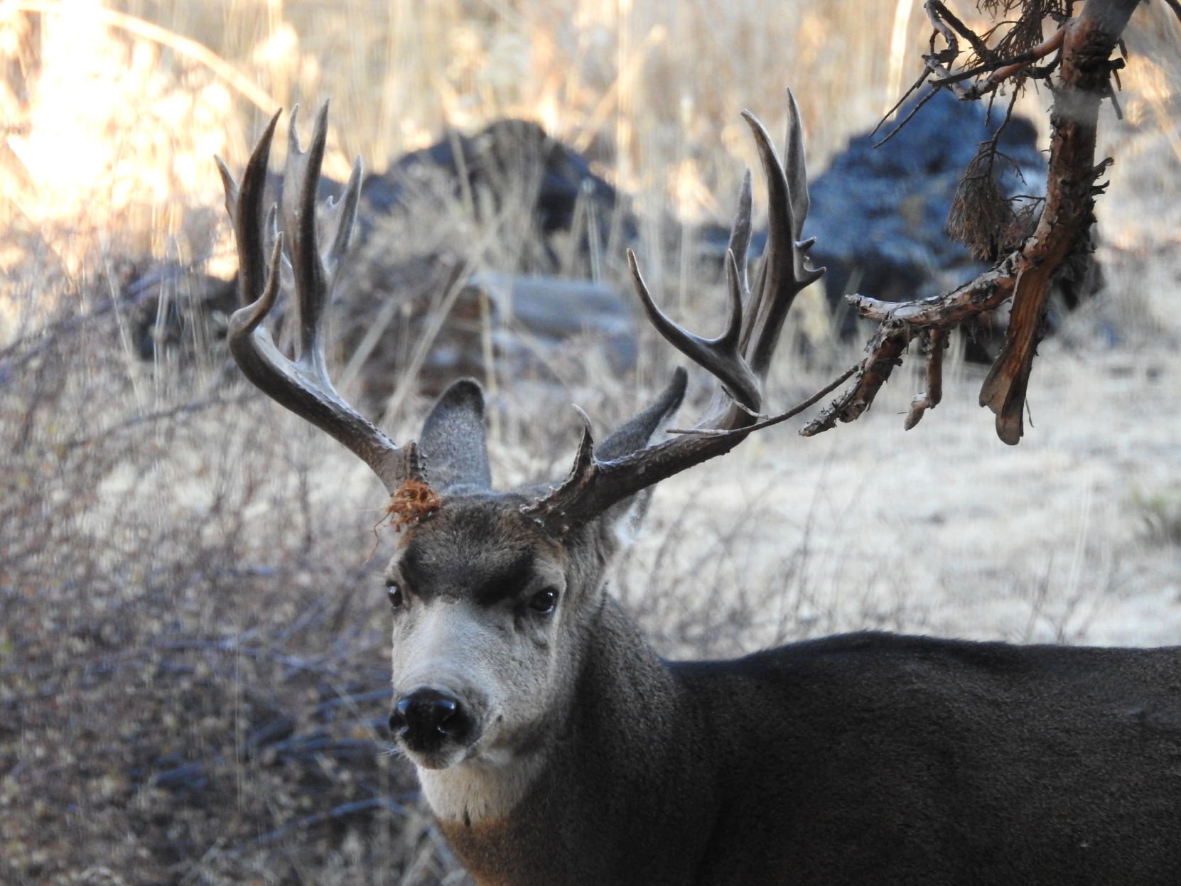 The Mule Deer Hunter In The Year 2020 Outdoors Bendbulletin Com