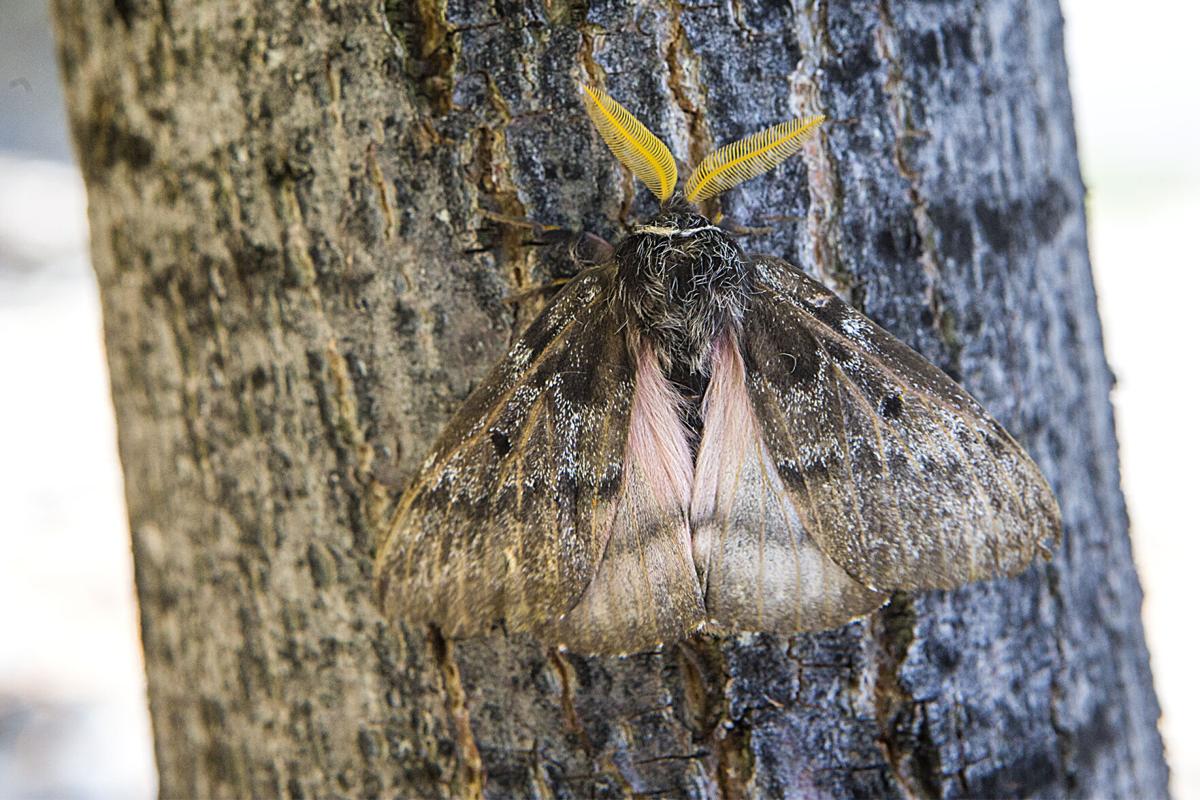 Pandora moth outbreak returns for one more summer Local&State