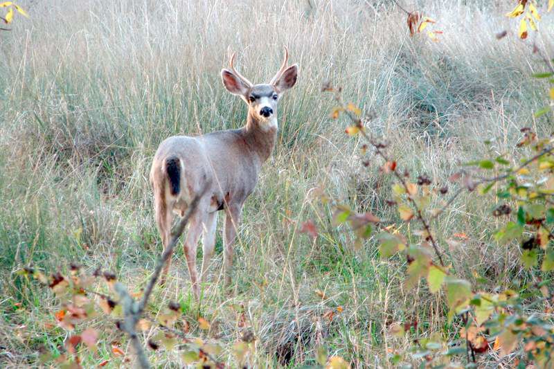 Didn t draw a deer tag Check out the blacktail hunting option