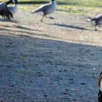 Goose hazers, other volunteers play vital roles in Bend park district