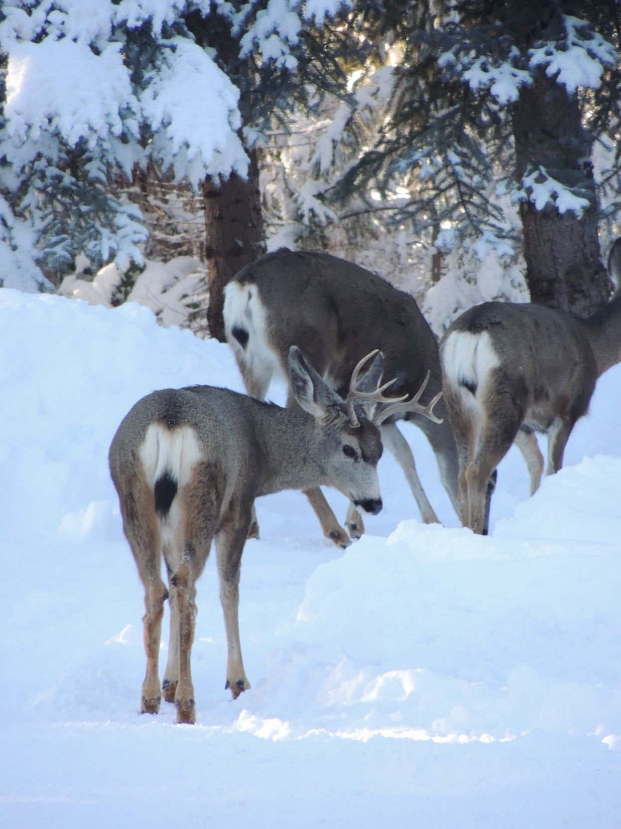 Central Oregon Mule Deer Migrations In Crisis Outdoors Bendbulletin Com