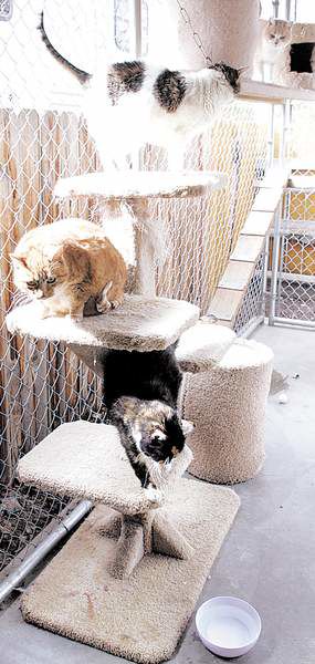 Cat home 2024 boarding near me