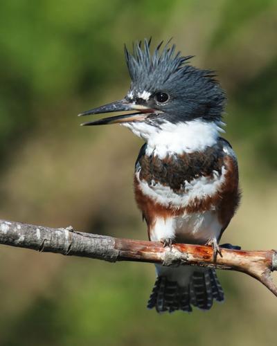 Belted Kingfisher  State of Tennessee, Wildlife Resources Agency