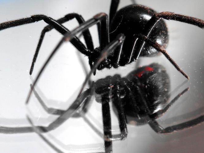 Black Widow and Recluses - Alabama Cooperative Extension System