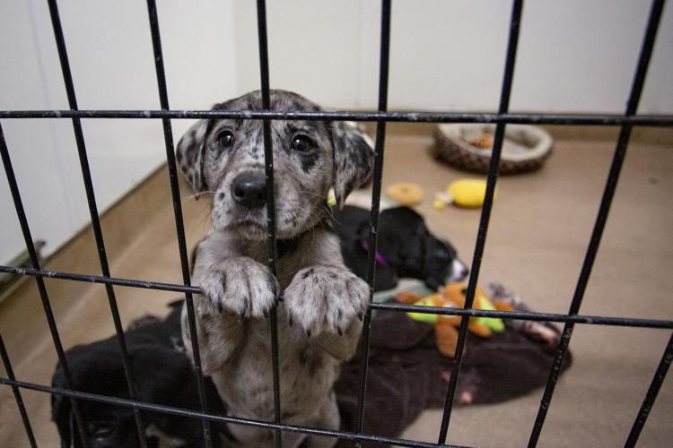 Oregon may soon have an official state pet: shelter dogs, cats | State |  