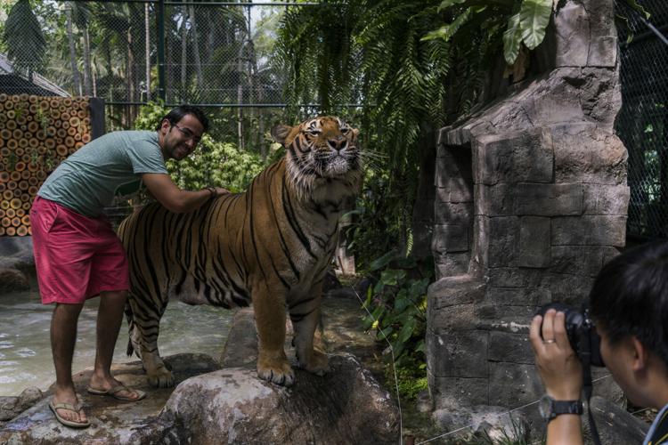 Tiger farms in Laos fuel demand for tiger parts on black market