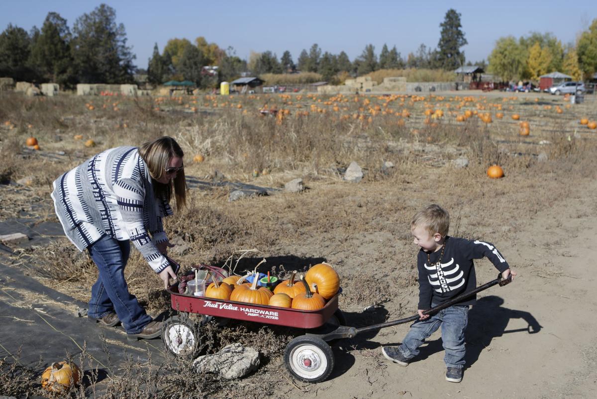 Pumpkin Patches Are Popular Way To Celebrate The Season