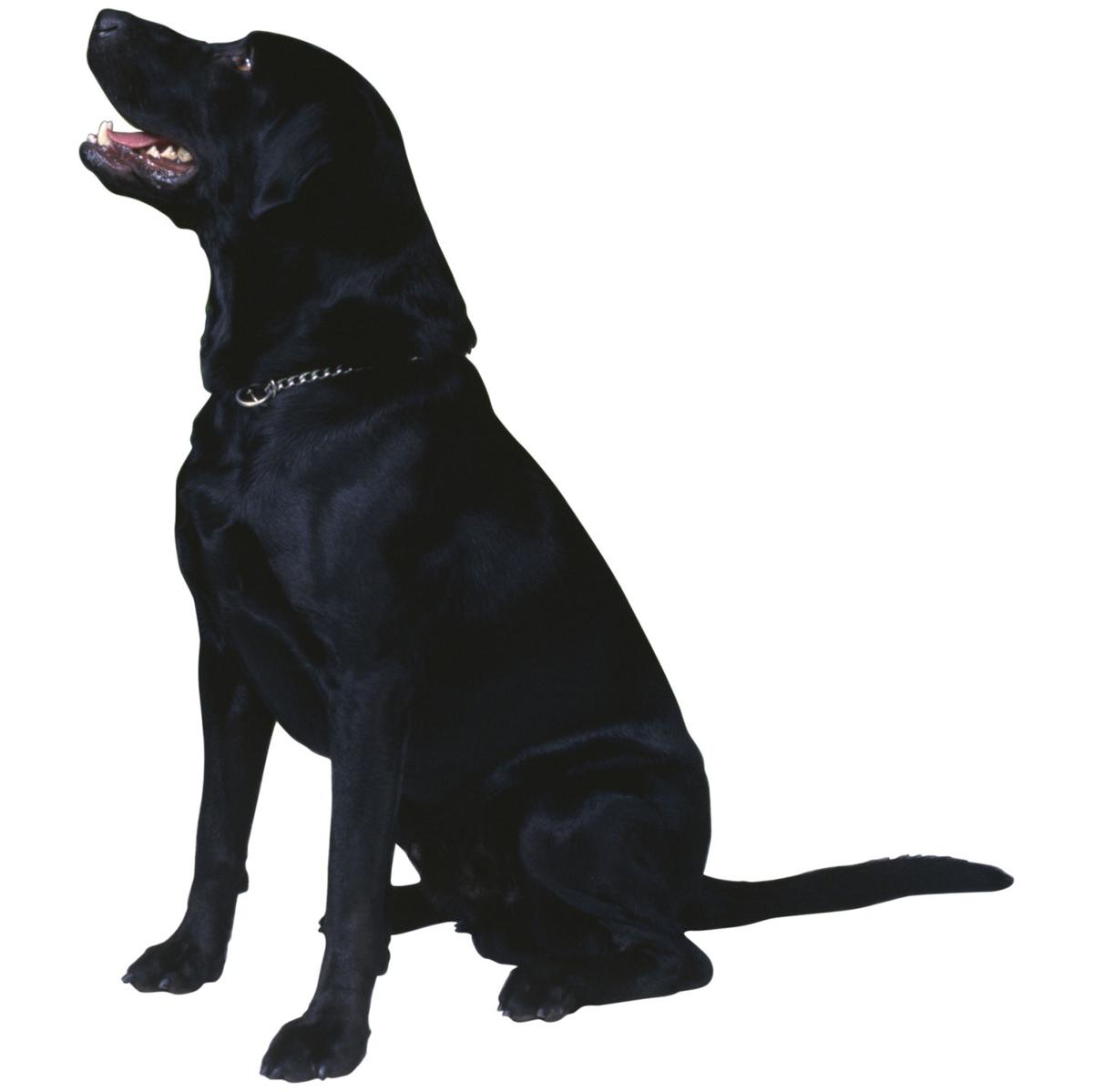 Top Dog Breeds Names In Deschutes County Local State Bendbulletin Com