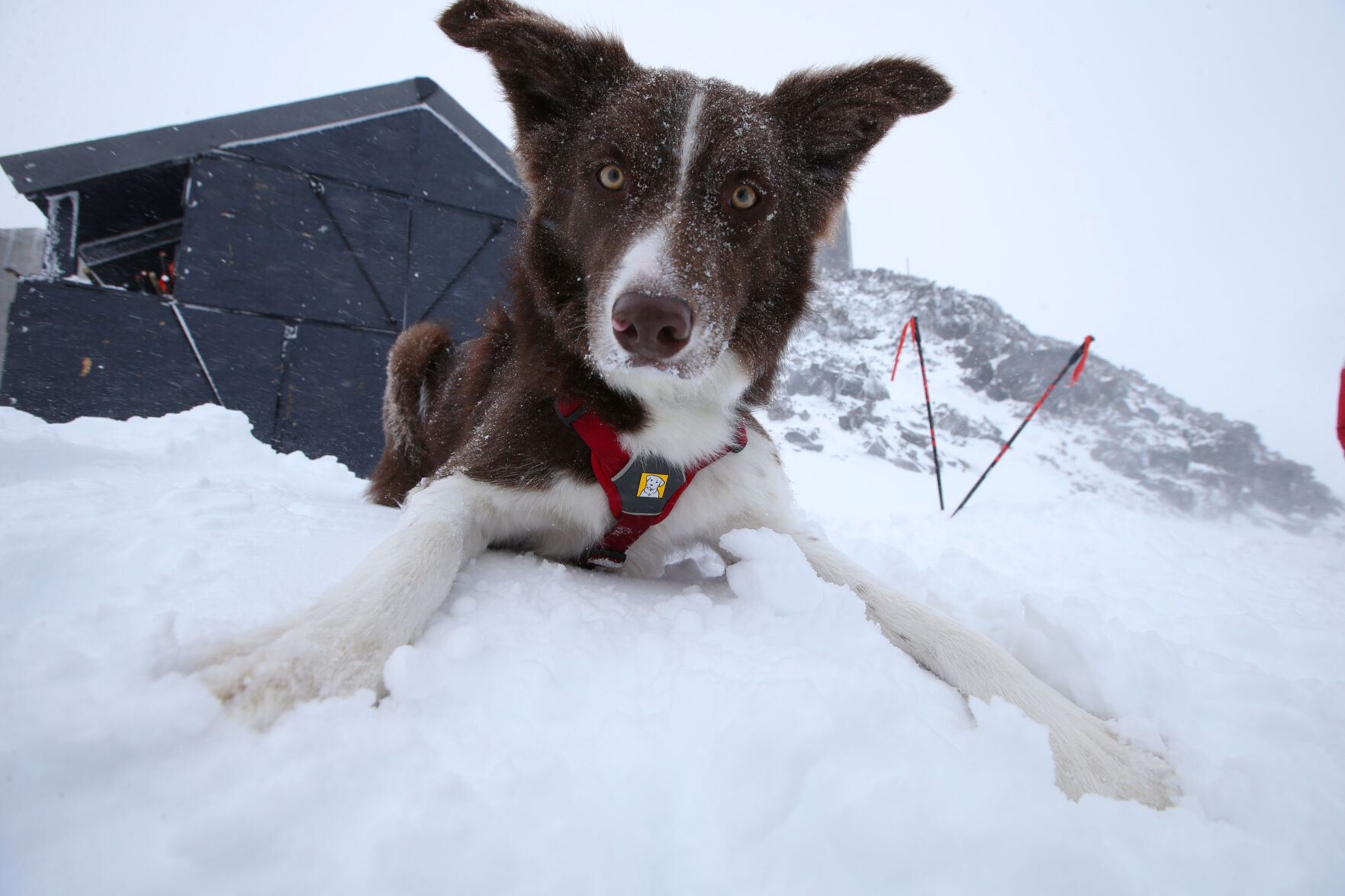 Meet Shasta and Ruddy two of Mt. Bachelor s avalanche dogs