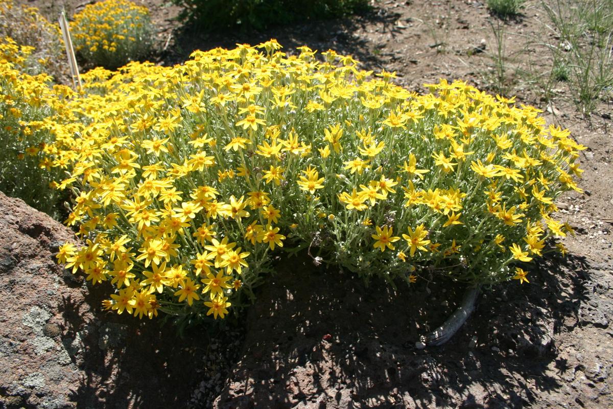 Native wild plants bloom in Central Oregon Outdoors