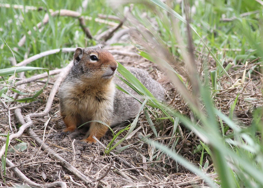 A guide to Central Oregon’s chipmunks and squirrels | Outdoors